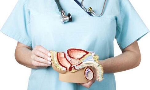 model van het mannelijke urogenitale systeem en de behandeling van prostatitis